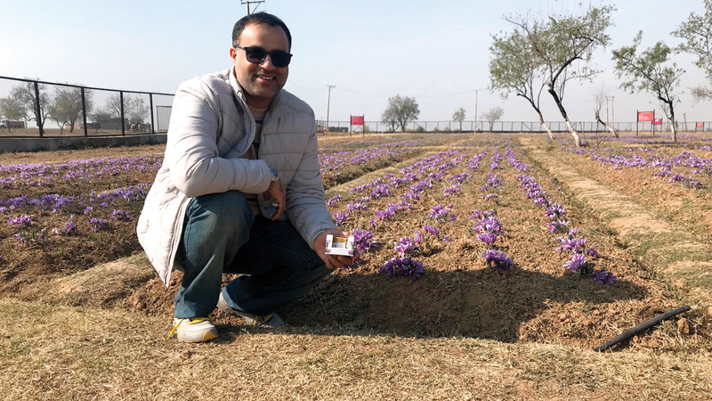 الشحي في حقل زعفران بقرية «بامبور» الكشميرية. من المصدر