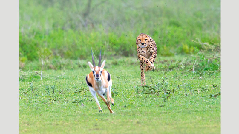 هيثم باعمر - سلطنة عُمان