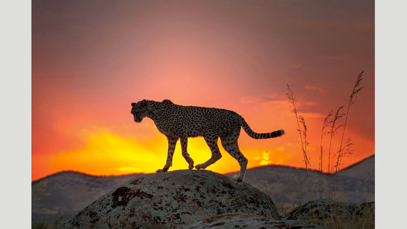 كلاوس بيتر سيلزر - ألمانيا