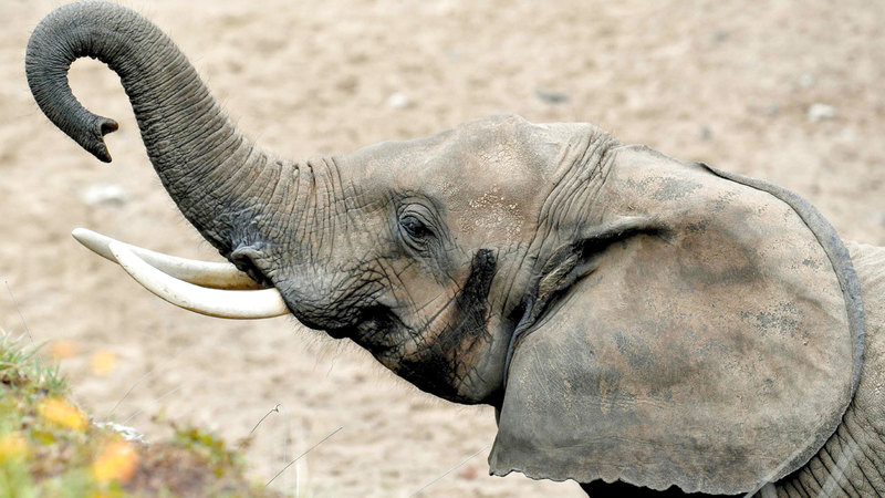 أستراليا أعلنت المبادرة خلال اجتماع لتجارة الأنواع الحيوانية والنباتية البرية المعرّضة للانقراض. أ.ف.ب