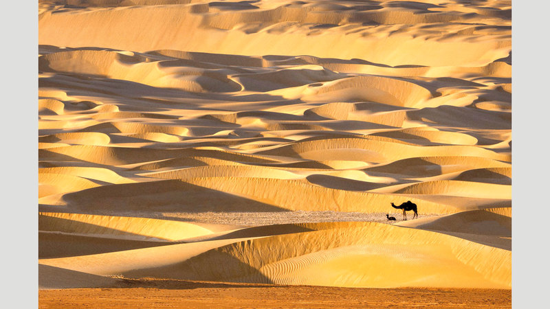 عمران الأنصاري - الإمارات