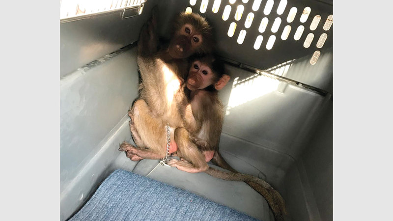 الحيوانات لحظة ضبطها.

من المصدر