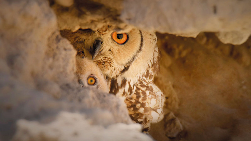 علي الحسن - السعودية