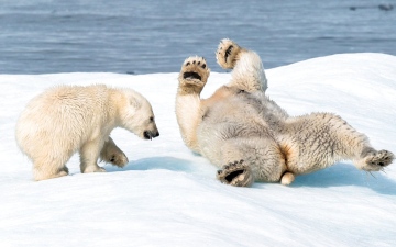 الصورة: فلوريان ليدوكس رحالة القارة القطبية: اللقطة المميّزة هدفي في الحياة