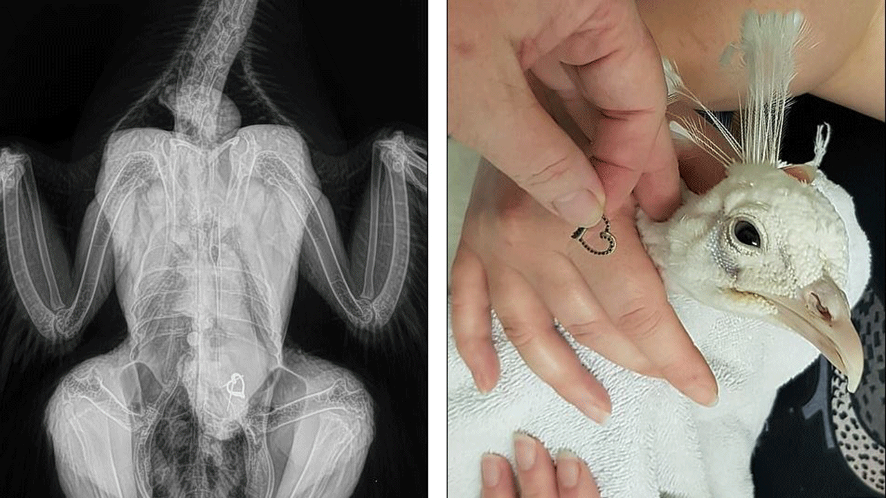 طائر يبتلع قطعة مجوهرات