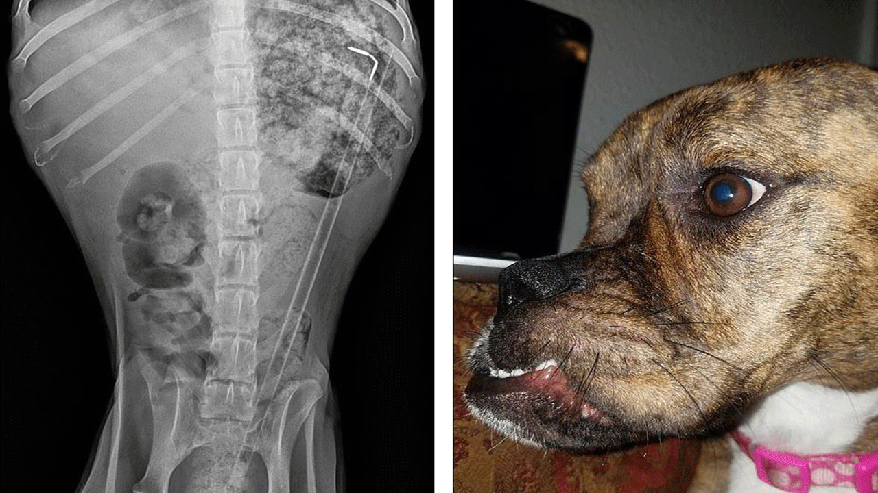 كلب يبتلع العمود الفقري لسمكة