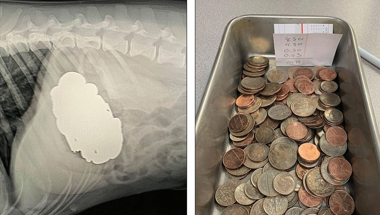 كلب يبتلع عملات معدنية