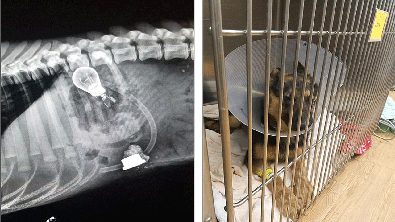 كلب يبتلع مصباحا كهربائيا