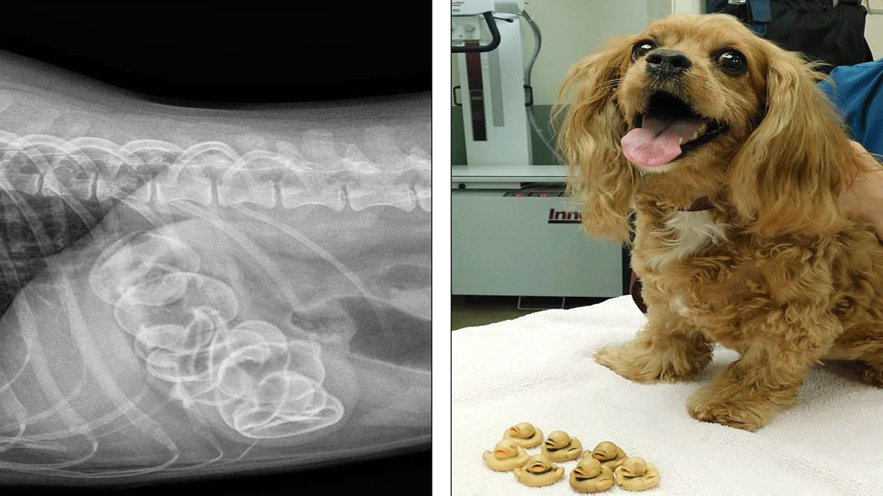 كلب يبتلع دمى مطاطية