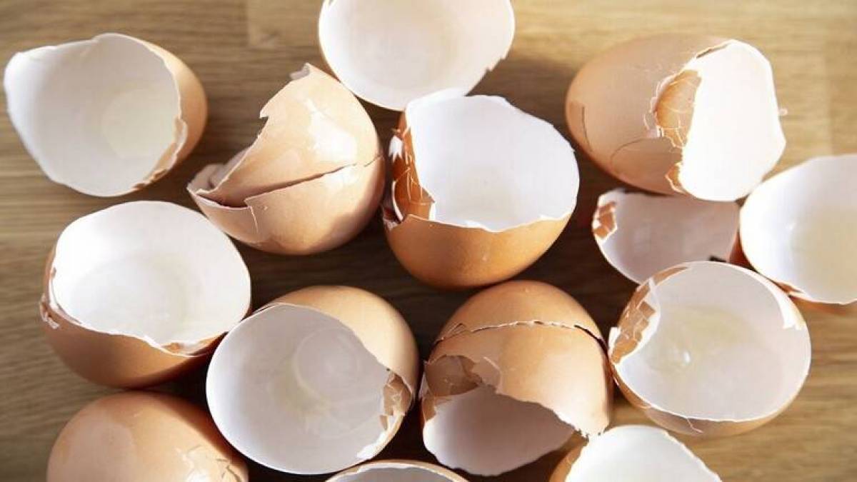 Discover the Surprising Health Benefits of Eggshells for Osteoporosis