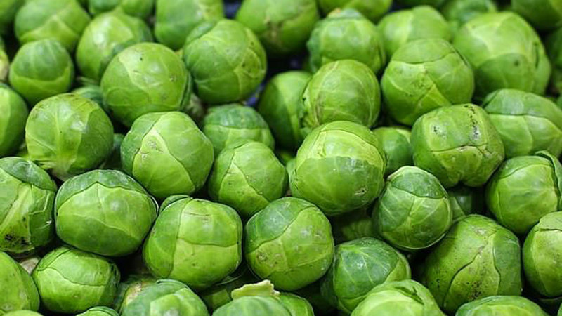 قلة عمال القطاف لم تؤثر  في التفاح فحسب وإنما في الخضراوات أيضاً. أرشيفية