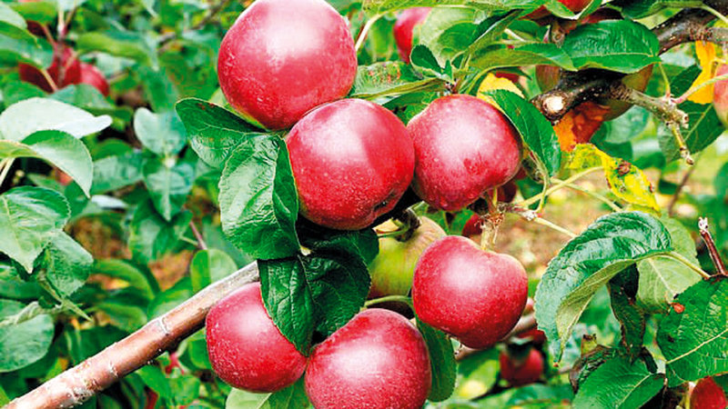 ثلث محصول التفاح السنوي لم يتم قطافه. أرشيفية