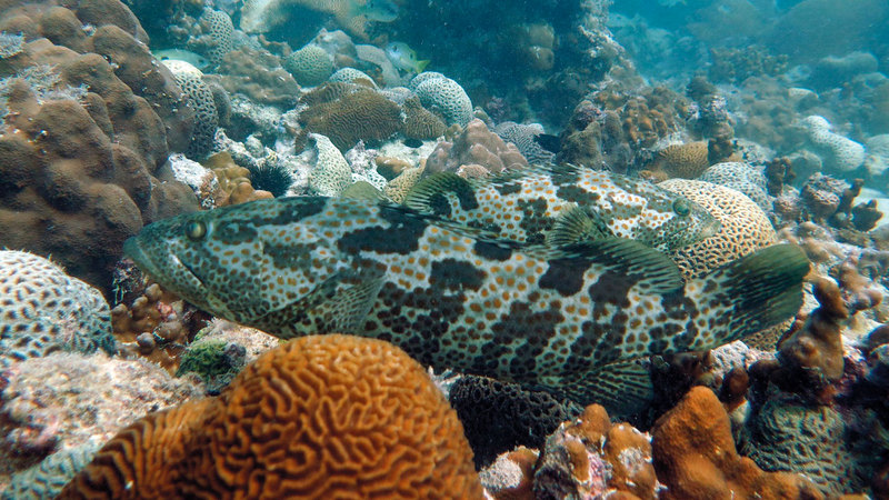 زيادة الصيد الترفيهي تؤثر على مهنة الصيد في الدولة. أرشيفية