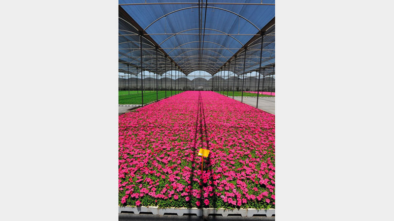 بلدية دبي تسهم في زراعة آلاف النباتات في «إكسبو 2020».   من المصدر