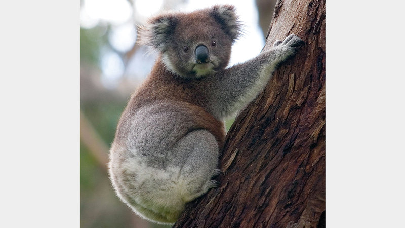 الكوالا يواجه خطر الانقراض. أرشيفية