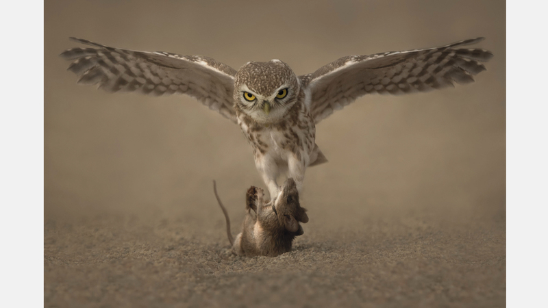 صلاح الرواس - سلطنة عُمان