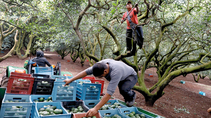 مجموعة «فياغراس» فرضت ضريبة على السكان الذين يملكون أشجار «الأفوكادو». أرشيفية