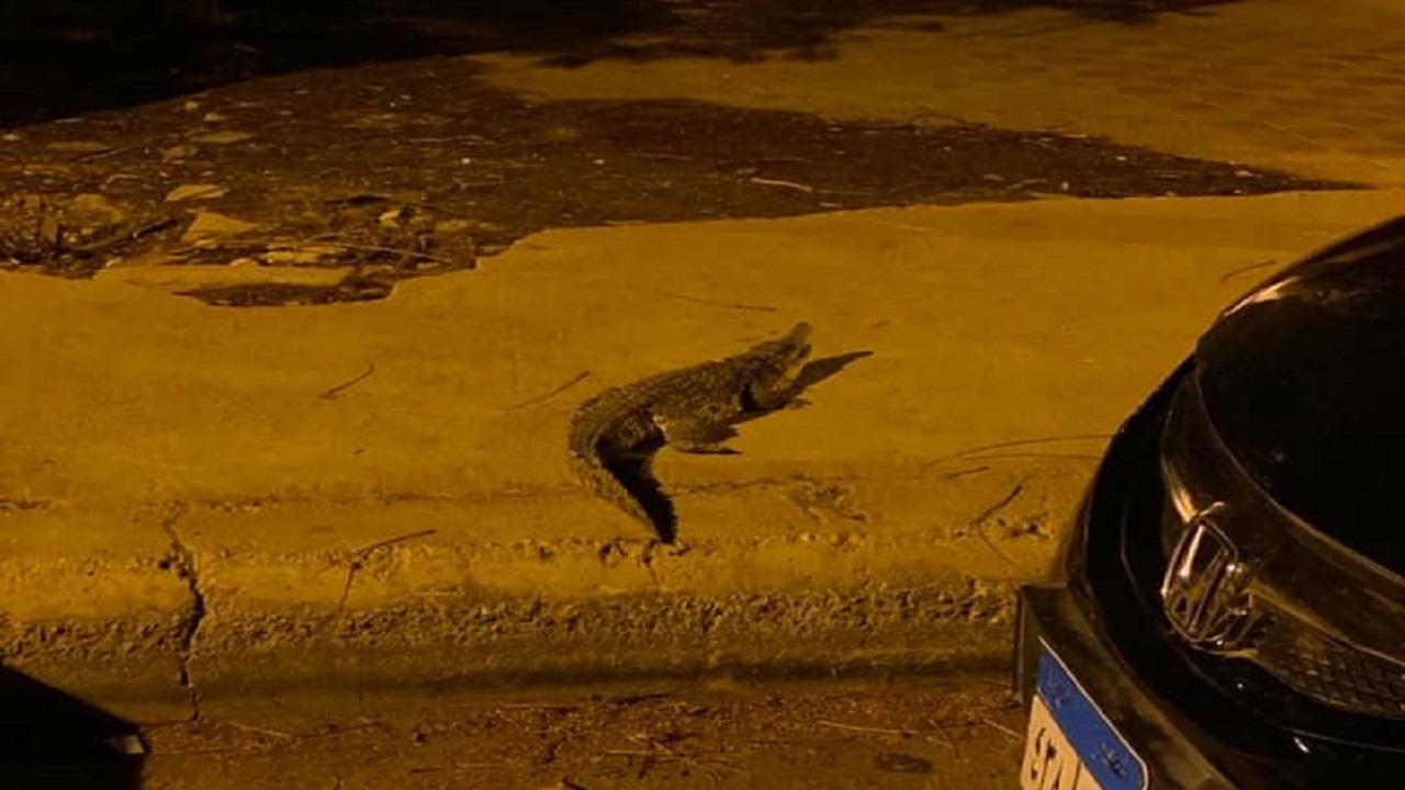ظهور تمساح في مدينة السادس من أكتوبر.