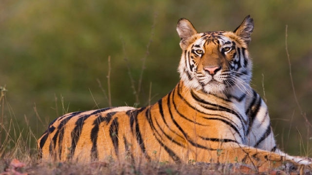 Image result for riyadh national zoo