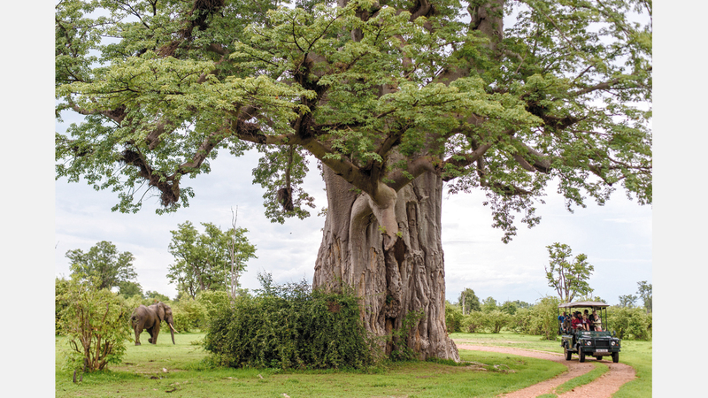 دانييل كيمف سيفريد - ألمانيا