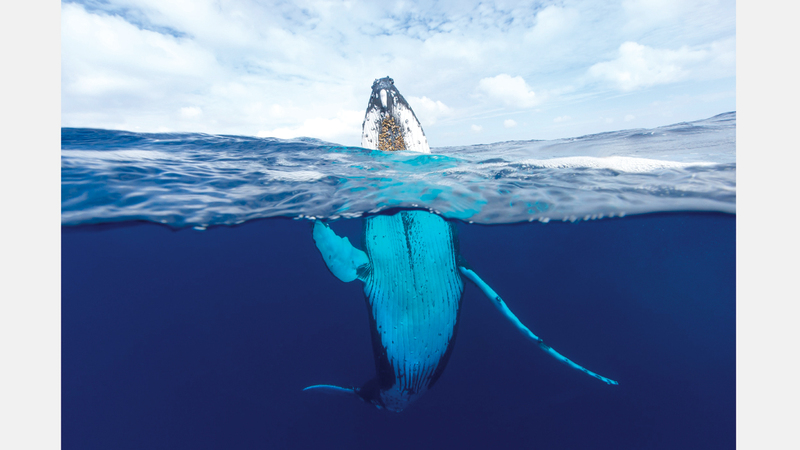 كريغ باري - أستراليا