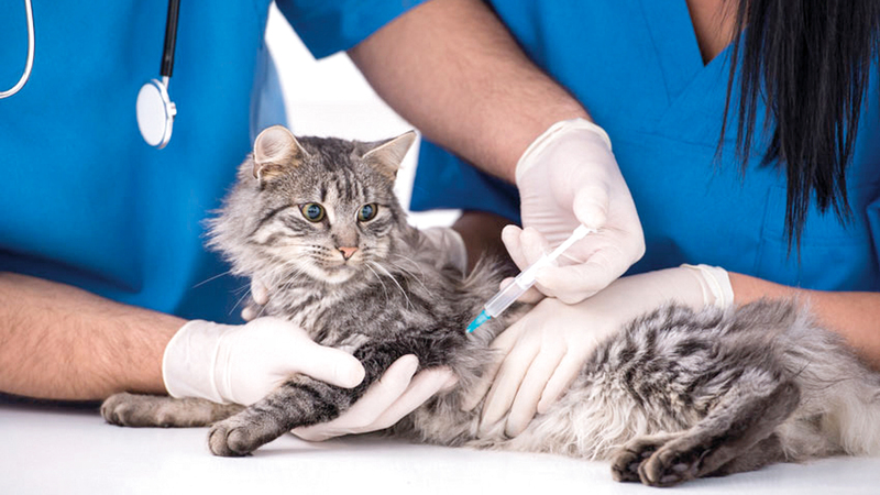 شهدت عمّان في السنوات الأخيرة افتتاح عشرات مراكز العناية بالحيوانات الأليفة. أرشيفية