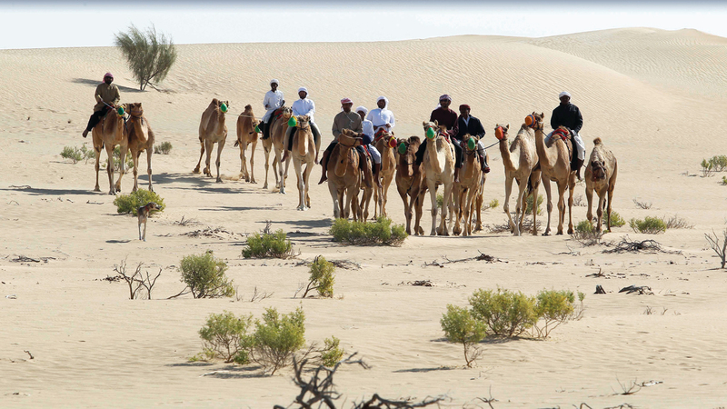 محمية المرزوم تبعد قرابة 120 كيلومتراً عن مدينة أبوظبي.■من المصدر