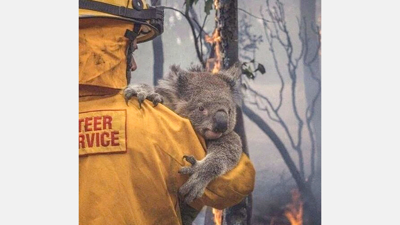 حيوانات الكوالا تواجه الموت حرقاً أو جوعاً.■  أرشيفية