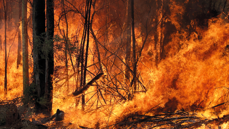 الحرائق التهمت مساحات شاسعة من الغابات. أ.ب