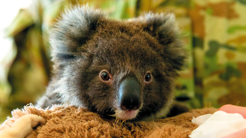 حيوان الكوالا مهدد بالانقراض بسبب الحرائق. أ.ف.ب