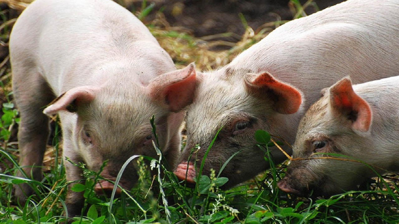 Европа свинья. Домашняя свинья. Происхождение свиней. Предок свиньи. Европейская свинья.