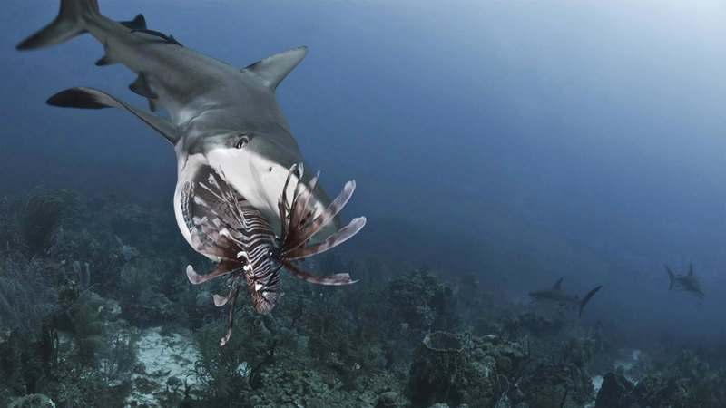 أنطونيو بوسيلو &ndash; إيطاليا