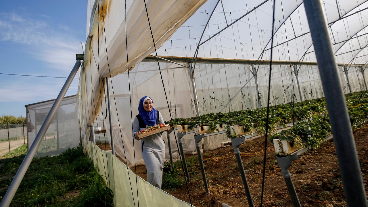 حصاد الفراولة المعلقة في غزة (أ. ف. ب)