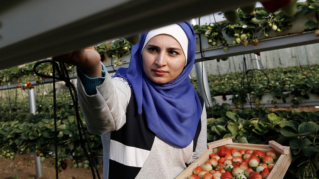 حصاد الفراولة المعلقة في غزة (أ. ف. ب)