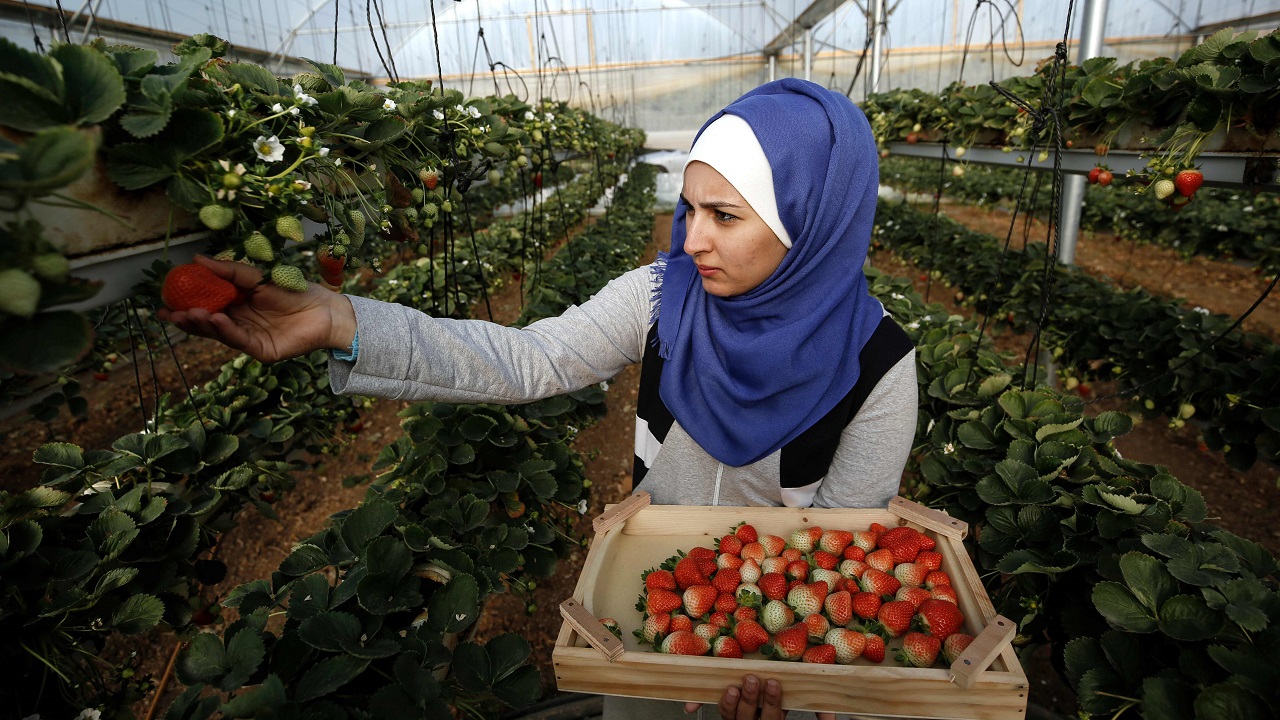 حصاد الفراولة المعلقة في غزة (أ. ف. ب)