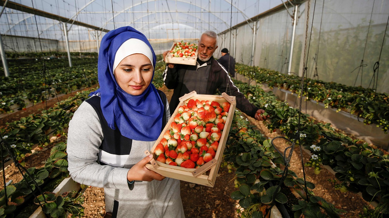 حصاد الفراولة المعلقة في غزة (أ. ف. ب)