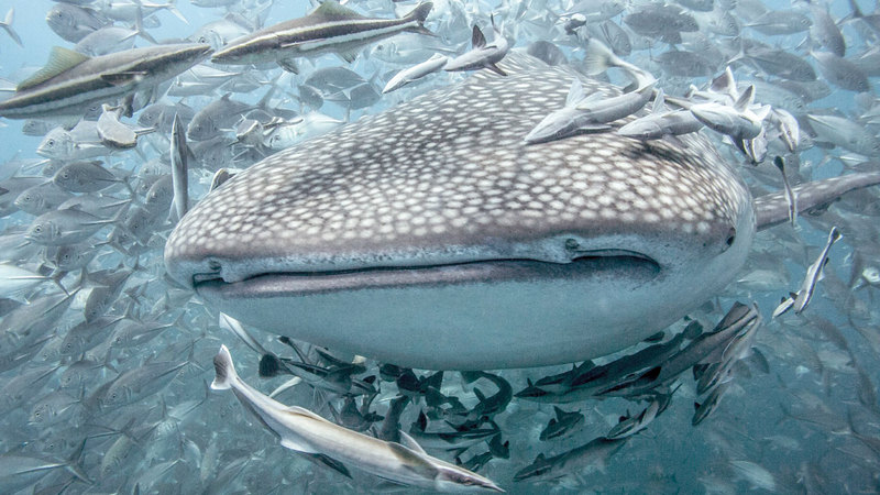 مايلز جاكسون – المملكة المتحدة