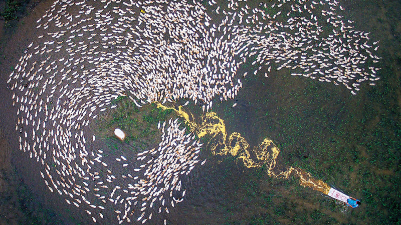 هينغ زونغ – فيتنام