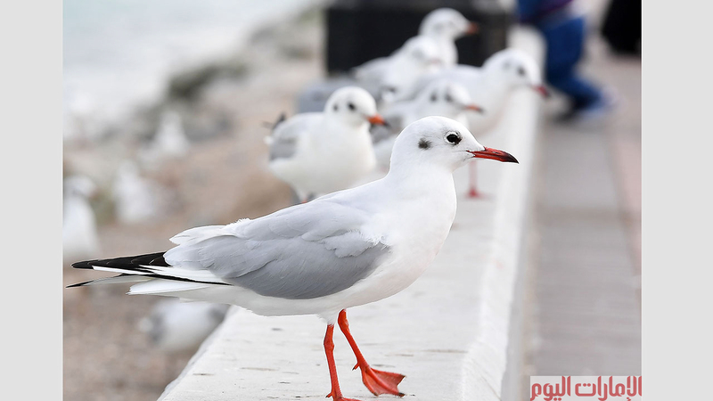 تصوير ايريك ارزازس