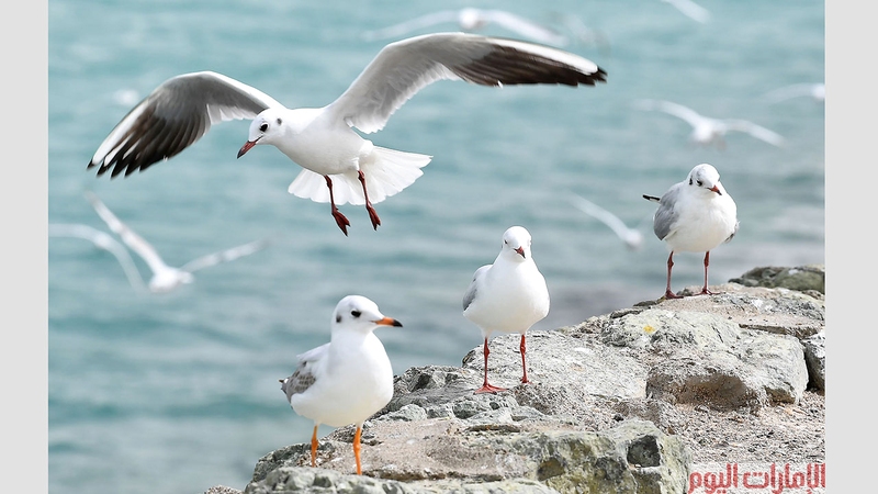 ويبدا موسم هجرة ( ام حريش ) وهي التسمية المحلية لهذه الطيور من نهاية ديسمبر حتى فبراير ولتبدا في ابريل لهجرة أخرى الى جنوب افريقيا.