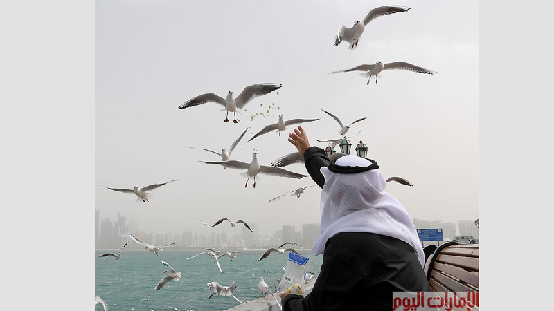 تقطع طيور النورس كل عام أكثر من 5000 كيلومتراً حتى شواطئ الامارات الدافئة