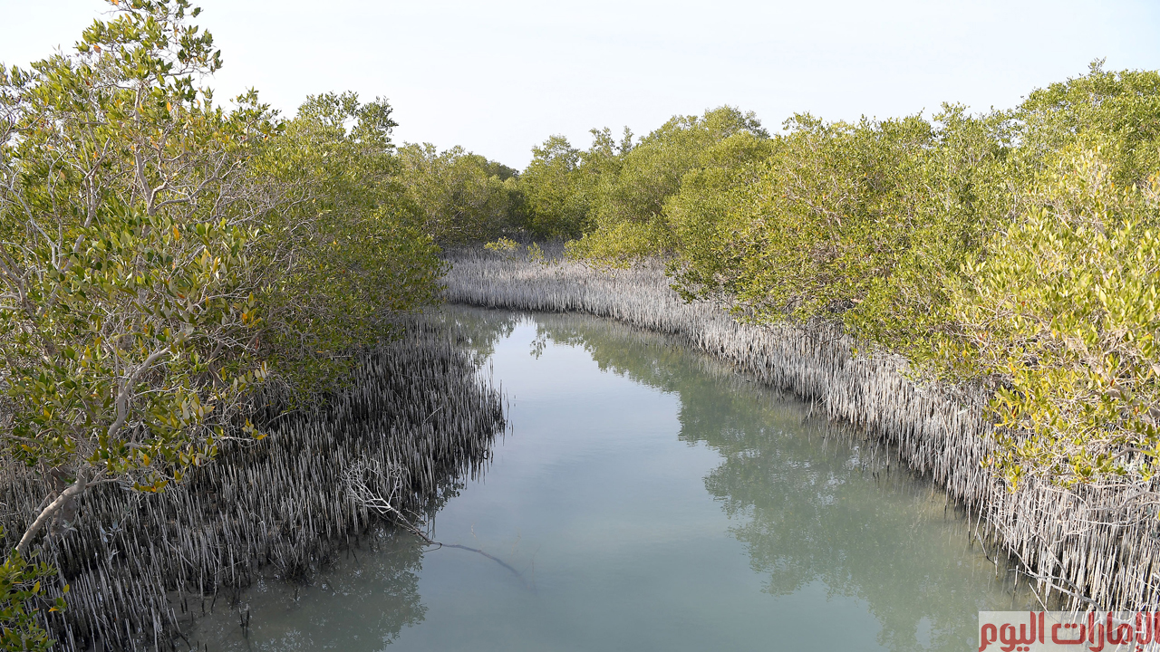 يمتد منتزه قرم الجبيل على 170 الف متر مربع، ويزخر المنتزه بأشجار القرم التي تحتضن العديد من الكائنات الحية