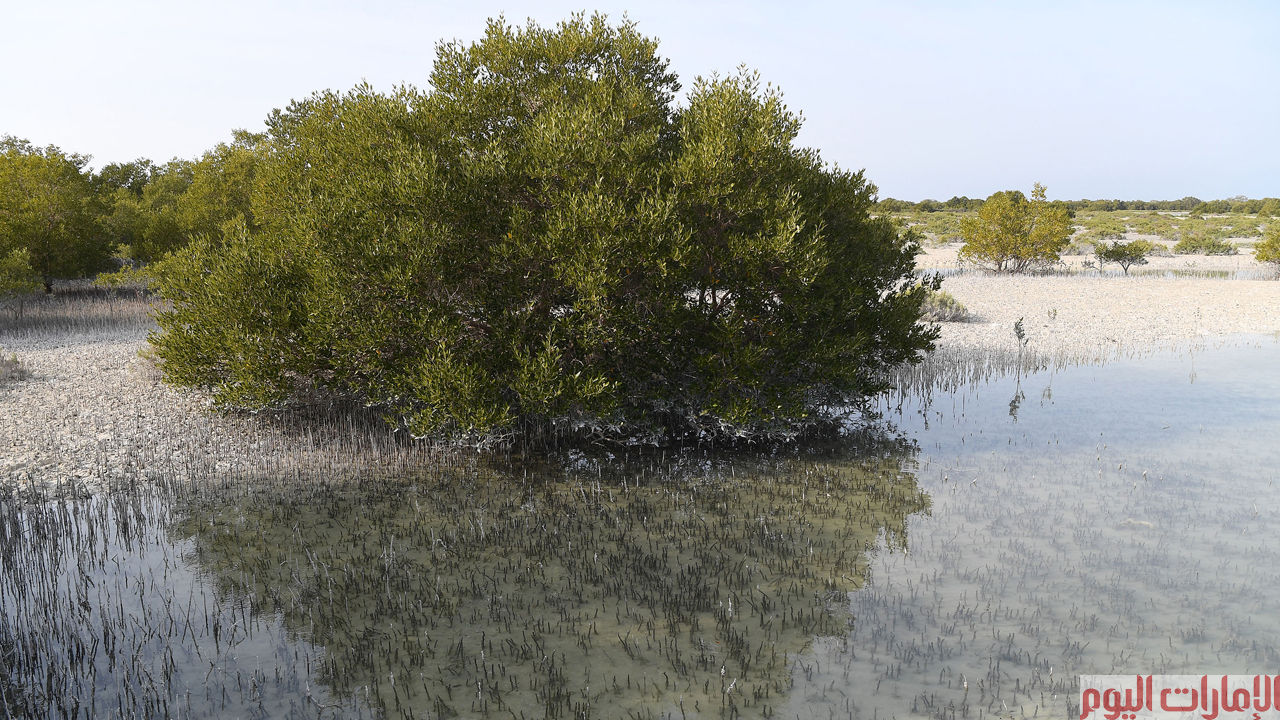 وهو يقع في جزيرة الجبيل التابعة للعاصمة ابوظبي، وهو ملاذ آمن للكثير من الكائنات البحرية منها 13 نوعاً مختلفاً من سرطان البحر ( القباقيب) واكثر من 80 فصيلة من الطيور المحلية والمهاجرة وأنواع عديدة من الاصبعيات السمكية