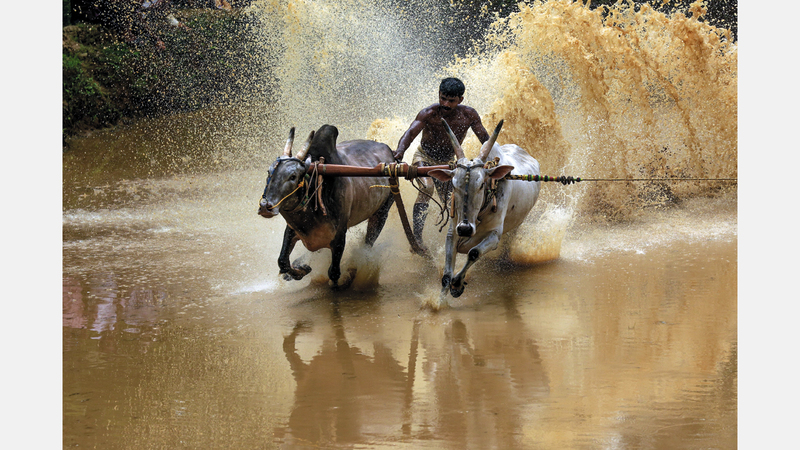 فينود جوبي - الهند