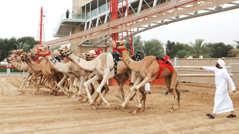 من منافسات اليوم قبل الختامي. تصوير: أسامة أبوغانم