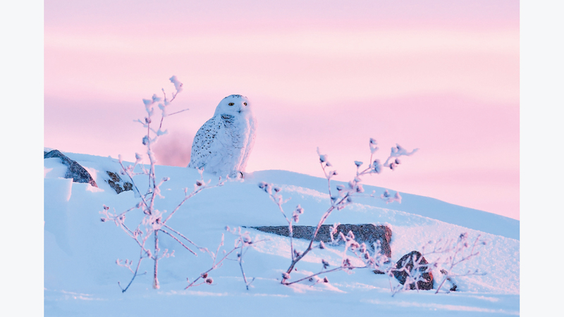 تيبور كيرش - هنغاريا