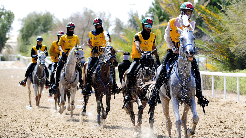 204 فرسان وفارسات شاركوا في السباق.   تصوير: باتريك كاستيلو