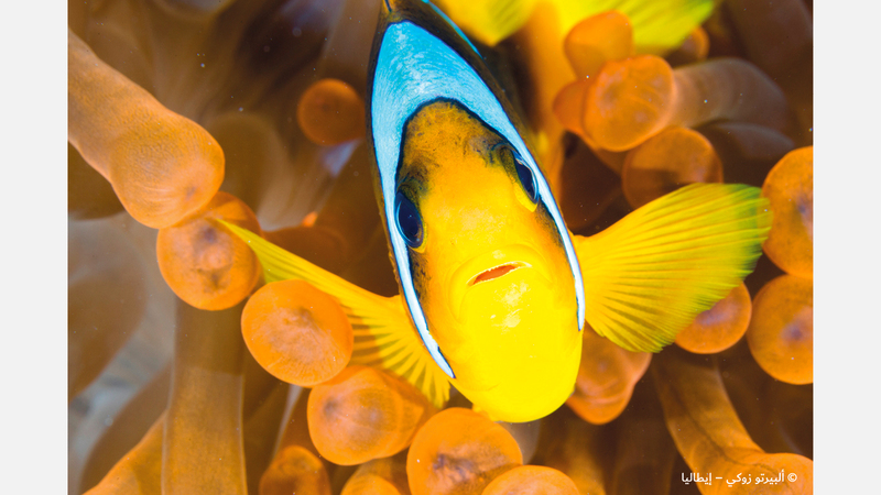 ألبيرتو زوكي - إيطاليا