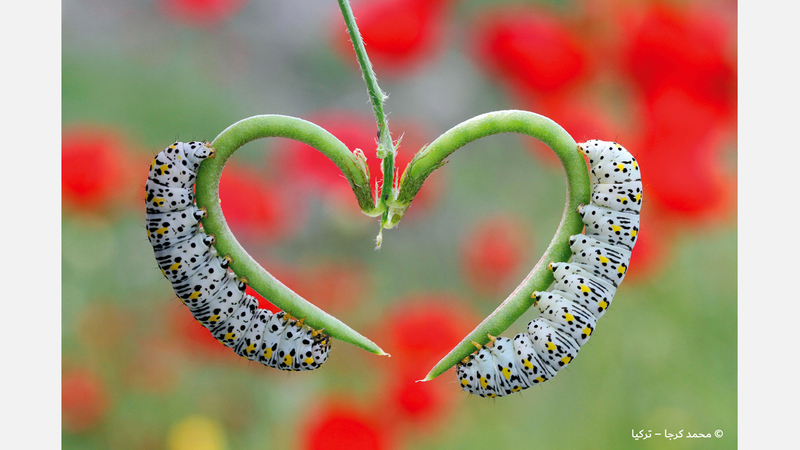 محمد كرجا - تركيا