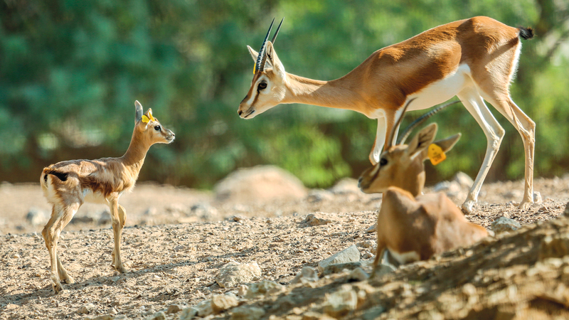 الاختبارات الأولية لاستخدام الأنظمة بدات في الحديقة. وام